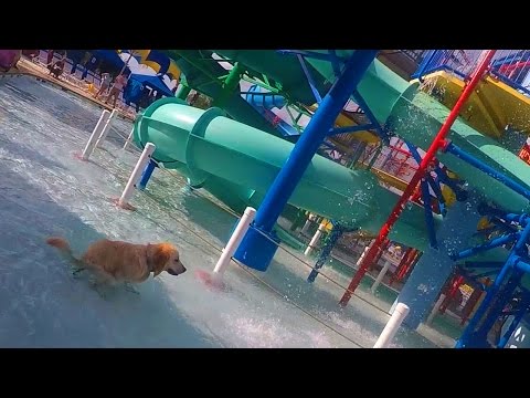 Dog Poops in a Water Park (Super Pooper Sunday #37) - UC36MGPfPwOWafAXauiV4LdA