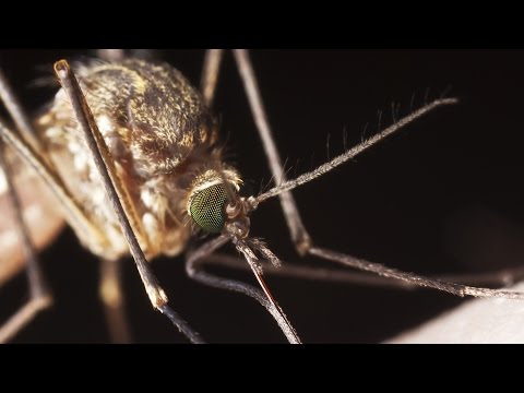 Safer Insect Repellents That Work | Consumer Reports - UCOClvgLYa7g75eIaTdwj_vg