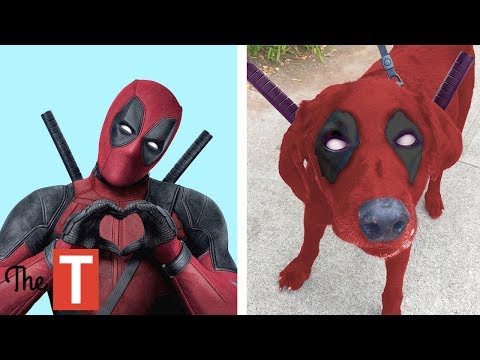 15 Superheroes In Real Life As Dogs - UC4qGmRZ7aLOLfVsSdj5Se2A