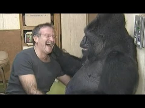 Koko the Gorilla Mourns Her Friend, Robin Williams - UCdtXPiqI2cLorKaPrfpKc4g