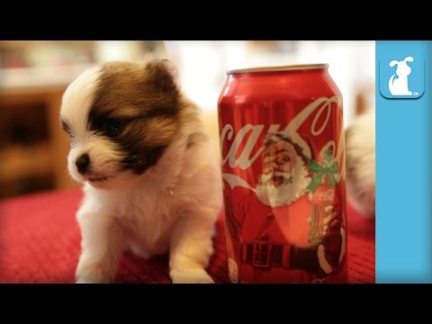 Tiny Pomeranian Puppies Are The Size Of Coke Can - Puppy Love - UCPIvT-zcQl2H0vabdXJGcpg