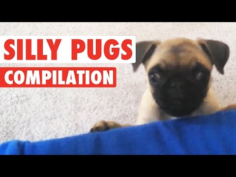 Silly Pugs || Funny Puppy Compilation - UCPIvT-zcQl2H0vabdXJGcpg