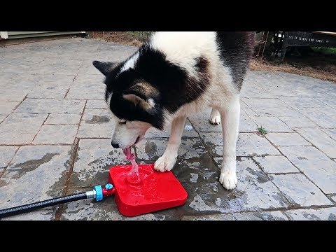 What is Dog Water Fountain? - UCe_vXdMrHHseZ_esYUskSBw