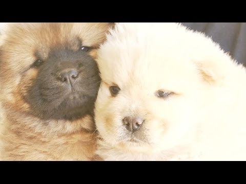 Chow Puppies Play Like Little Bears - UCPIvT-zcQl2H0vabdXJGcpg