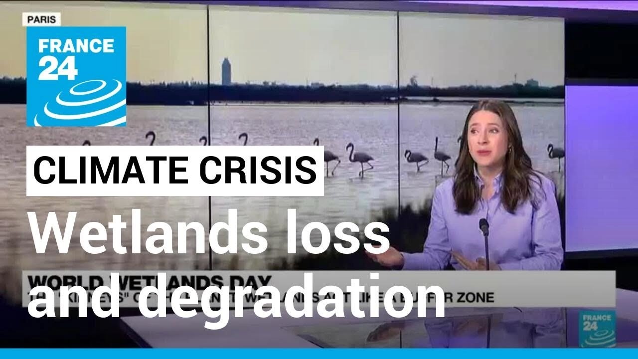 World Wetlands Day: Some 70% of wetlands have disappeared in last 100 years • FRANCE 24 English