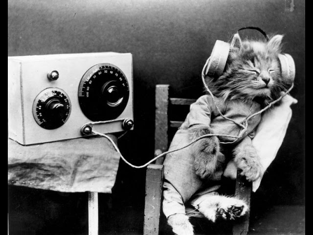 Do Cats Like Rock Music?