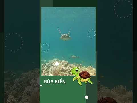 RÙA BIỂN LỮ KHÁCH ĐẠI DƯƠNG #rùa #shorts