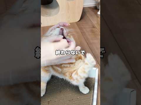 猫の動画サムネイル - 猫にお薬を飲ませるんですがりっちゃんの食べ方が🤣🤣🤣 #猫