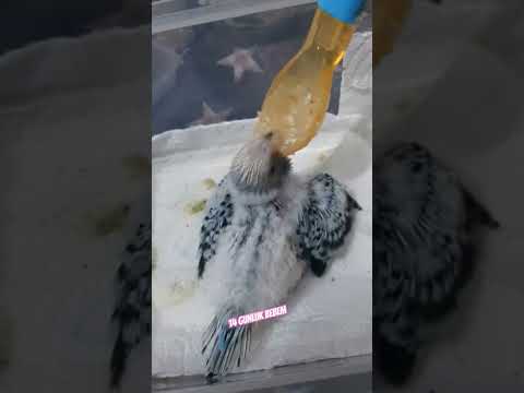 14 gunluk 2 kuşak muhabbet kusu yavrusu#muhabbetkusu#muhabbetkusyavrusu