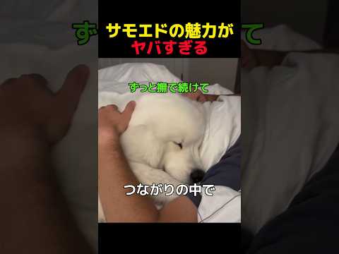 サモエドの魅力と癒しの笑顔について詳しく解説 サムネイル
