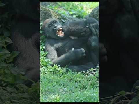 犬の動画サムネイル - gorilla 😀😃😄🤣 #gorillatag #金剛猩猩 #台北市立動物園 #shorts