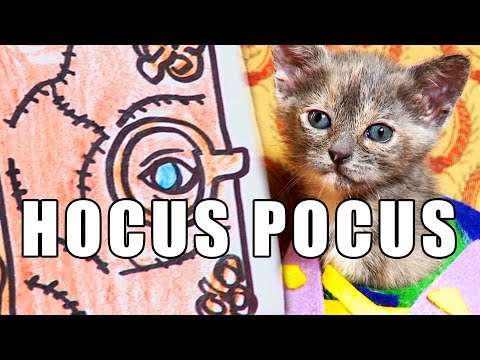 HOCUS POCUS (Cute Kitten Version) - UCPIvT-zcQl2H0vabdXJGcpg