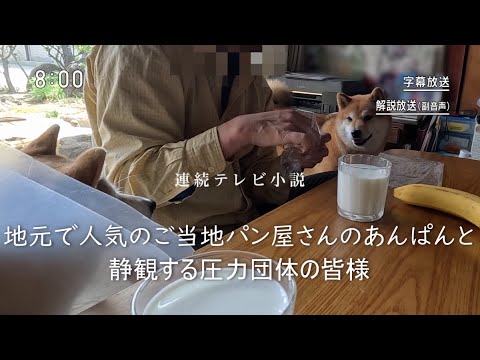 犬の動画サムネイル - 2025年5月25日(日) 地元で人気のご当地パン屋さんのあんぱんと茶の間で幅を利かせている圧力団体の皆さん