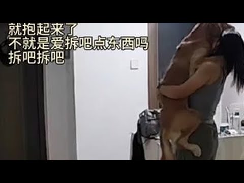 Beauty:小小人类 拿捏#狗狗 #拿捏 #拿捏人类 #金毛 #监控下的一幕