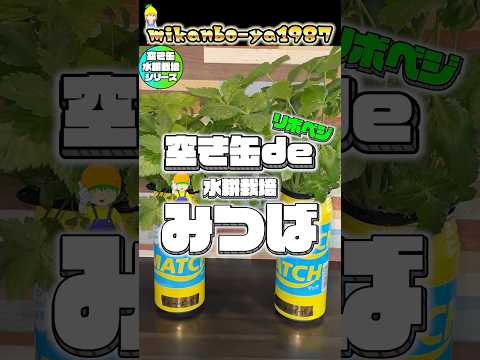 【室内リボベジ】みつばは半年以上再生させて収穫出来ます！脅威の空き缶リボベジ水耕栽培！