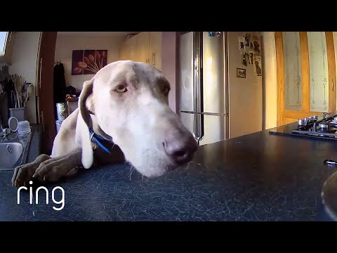 When Your Dog is Trying to be Helpful Around the House | RingTV