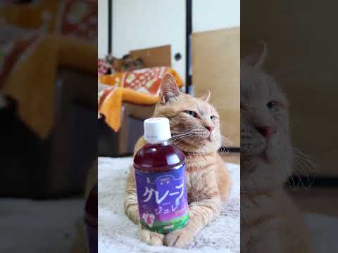 長野産グレープジュレとかわいい猫動画｜癒やしのひとときをお届け サムネイル