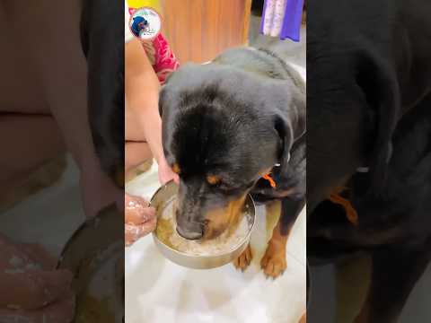 🥩 Rottweiler Max’s Daily Diet Plan Revealed! 🐾 #Rottweiler #DogDiet #HealthyPets #RottweilerMax
