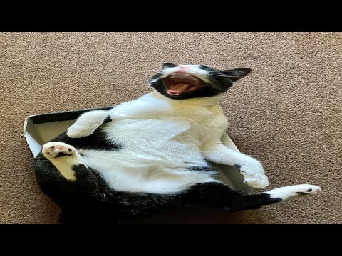 Rescue Cats Accidentally Fight Over A Shoebox