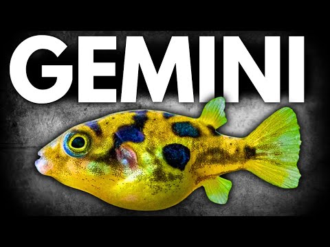 What If Your Fish Had a Zodiac Sign? What would your fish be if they were a Zodiac Sign! From Gemini to Aquarium - we are going over them