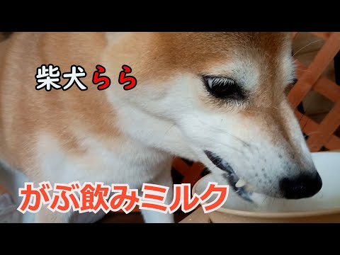 がぶ飲みミルク