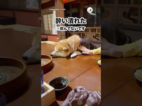 猫の動画サムネイル - 【寝たフリ中】体勢が完全に酔い潰れたやつ😂｜PECO