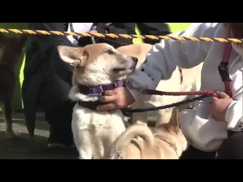 正しいペットの飼い方や保護犬との向き合い方などを紹介　岡山市で動物愛護フェスティバル【岡山】 (24/11/23 08:55)