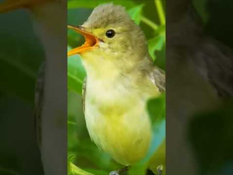 Golden Bellied Songbird Steals the Spotlight!