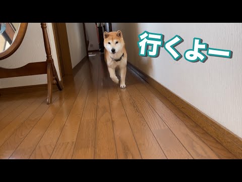 柴犬小春kohachannelの最新動画 Youtubeランキング