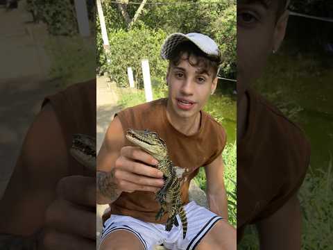 PEGUEI UM FILHOTE DE JACARÉ 🐊 * o pior aconteceu