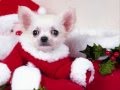 DjKittyPuppy