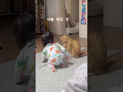 교감의 <strong>아름다움이란</strong>, #냥줍 #애묘육아