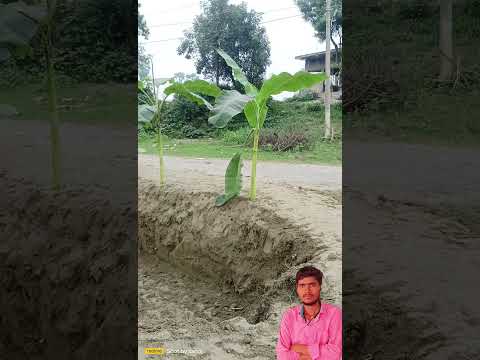 धन धन जागे हमर आगना के भाग #new #viralvideo #chathpuja #chhathmaiya #youtubeshorts #trendingshorts