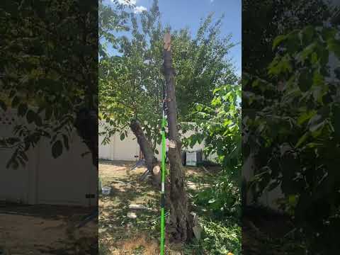 Cherry tree walks to street curb   #Cherry tree