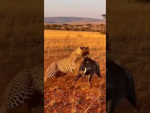 El Jabalí que No Le Temió al Leopardo #animals #wildlife
