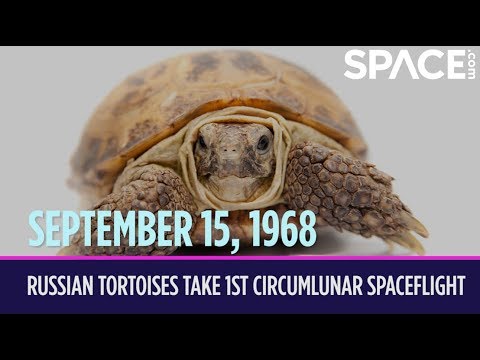 OTD in Space - Sept. 15: Russian Tortoises Take 1st Circumlunar Spaceflight - UCVTomc35agH1SM6kCKzwW_g