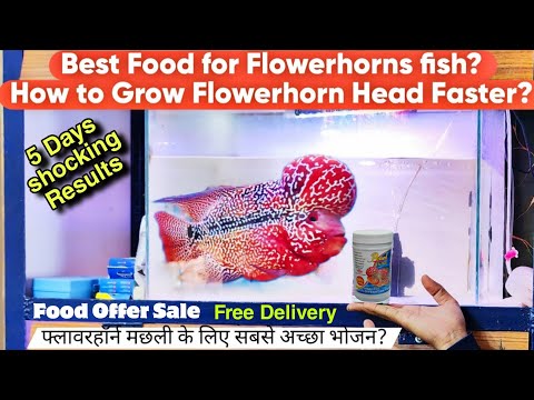 Best Food for Flowerhorns fish ? How to grow up Fl Contact to Buy  ( Whatsapp Only)
9731007816

Please Subscribe To My Channel By clicking here 
https_