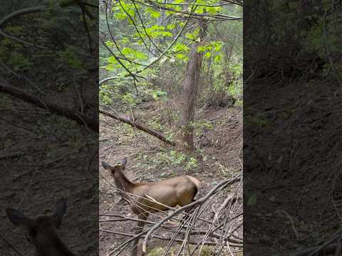 Calf elk sprints towards us #subscribe #hunting #elk #kuiu #shorts