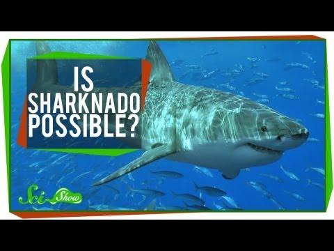 Is SHARKNADO Possible? - UCZYTClx2T1of7BRZ86-8fow