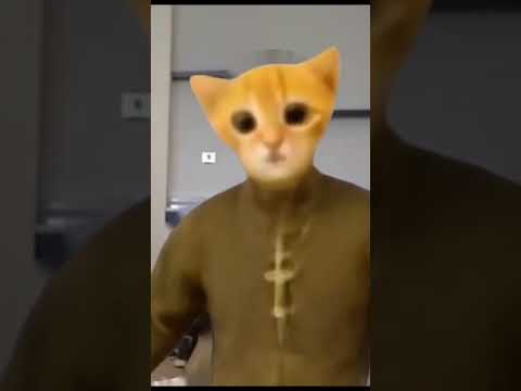 Котик это моя машина