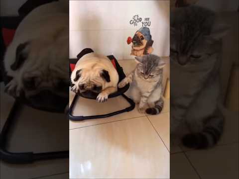 Just chilling with the furry gang 🐶😽 #funnyanimals #chill #pets