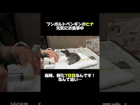 たくさん食べて、大きくなってください！#shorts