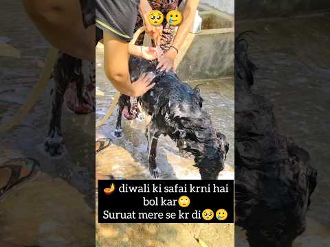 diwali ki safai🥲😠#shorts #diwali #festival #dog #germanshepherd #trending #love #foryou #pets