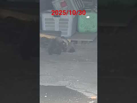 センサー鳴るけど人は来ない？