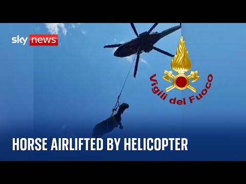 Italy: Footage shows horse being airlifted to safety from a deep pit in Lazio