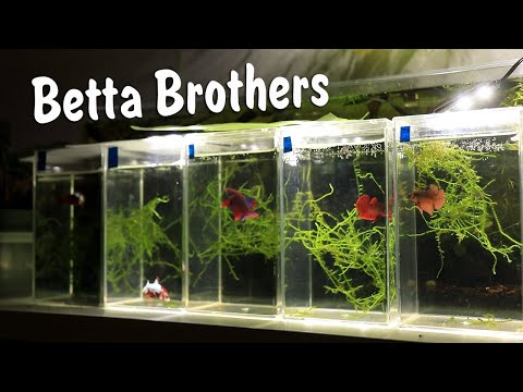 Lets take a closer look at flaring male bettas In this video we take a look at fairing male betta fish from the two spawns I did in late 2022. They