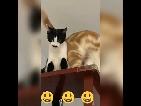 Cat's Funny .  #funny  #memes #cat​ #cutecates​ #kitten​ #cute​ #shorts​ #shorts​ #shotfeed​ #viral​