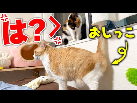 猫の動画サムネイル - 【お説教】壁にオシッコしてしまったロビン、妹にガチ説教されてしまうwww