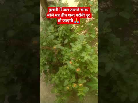 #तुलसी में जल डालते समय बोले यह तीन शब्द 😱 #astrology #facts #motivation #vastuastrology