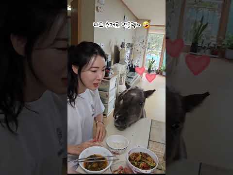 월리 전용 수저 등장!!🥄Wally's special spoon is here!